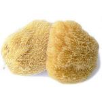 Karibská mořská houba o průměru 7 - 9 cm
